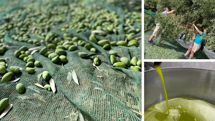 olive harvesting