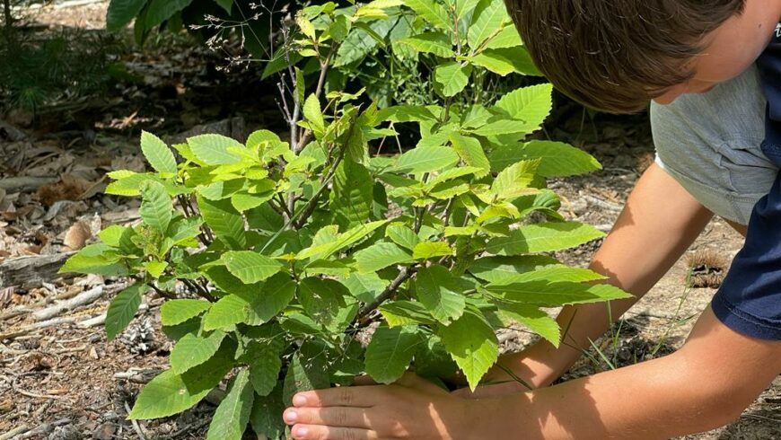 little plant in the Savona forest