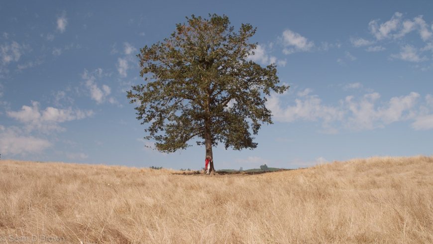 hug a tree