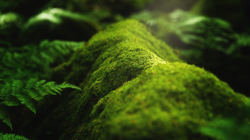 Biodiversity: moss