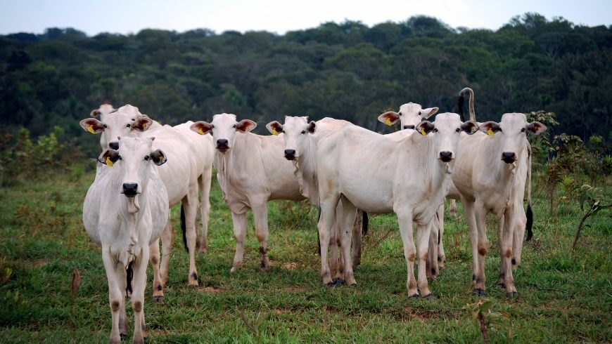 Farms on the edge of the Amazon rainforest.