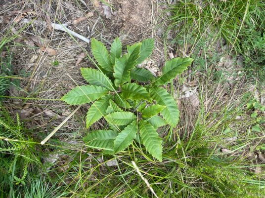 little chestnut plant