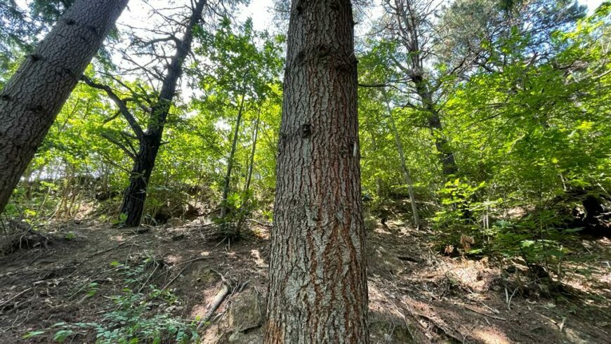 forest in the province of Savona