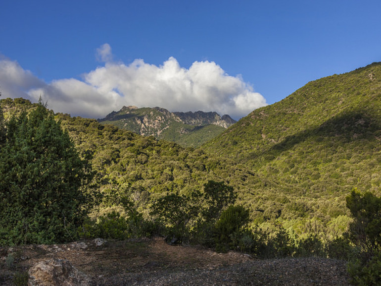 mountains and forests