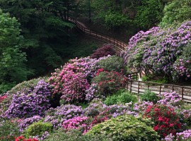 Conca dei Rododendri: one of the most beautiful parks of Italy