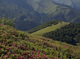 Conca dei Rododendri: one of the most beautiful parks of Italy