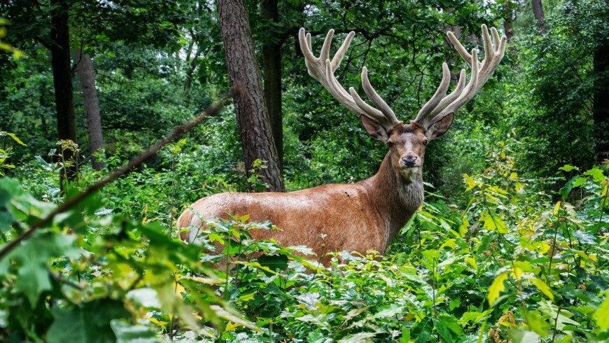 Sustainable holiday in the woods