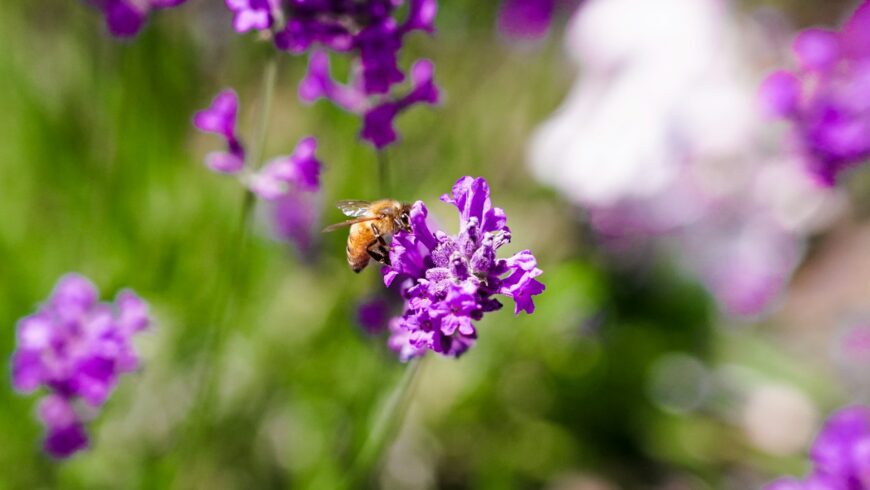 Picture of a bee on a flower