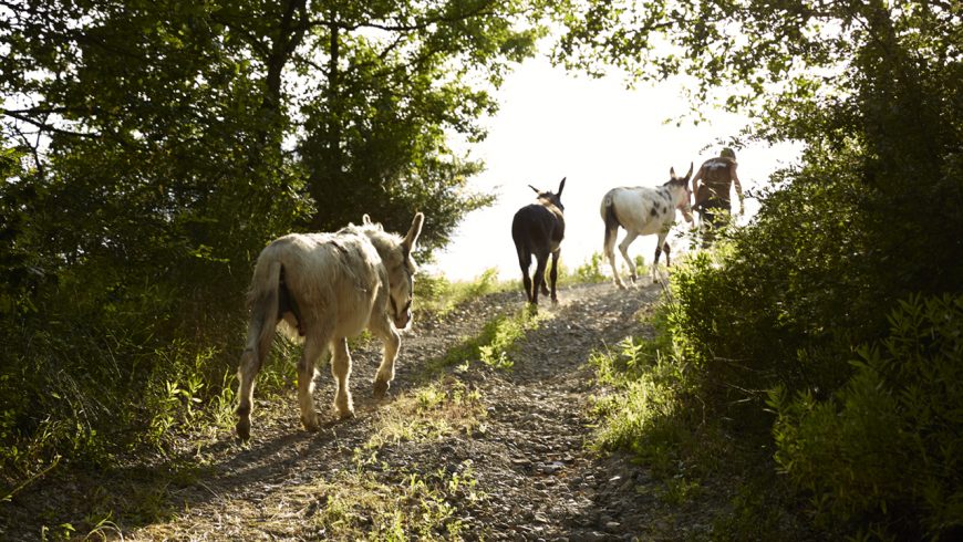 Walking with donkeys