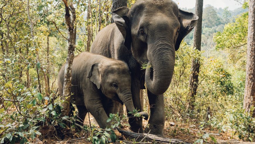 an elephant with her baby 