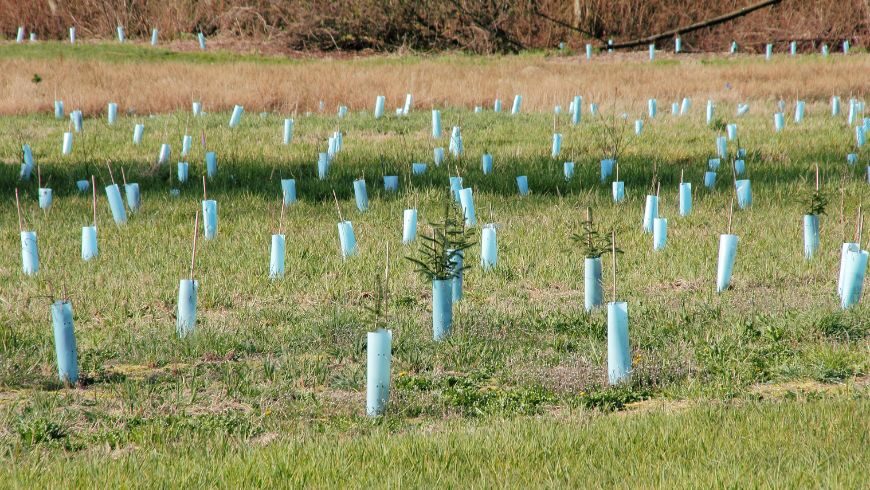 planting trees