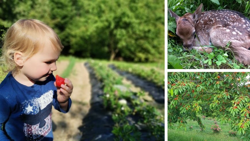 Rose Hip Hill: an oasis of nature and sustainability in Breznica