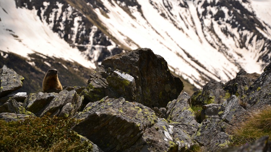 Car-free holiday in the Stelvio National Park, Trentino 