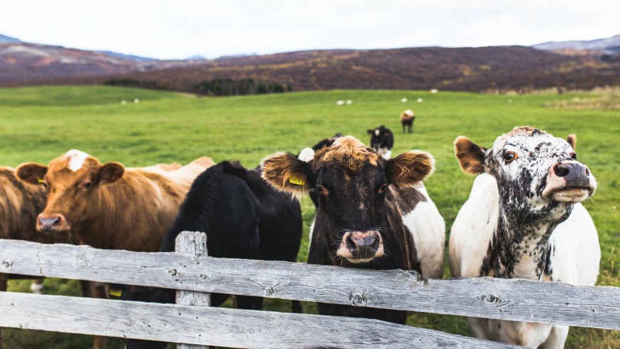 Sustainable holiday in a farmhouse