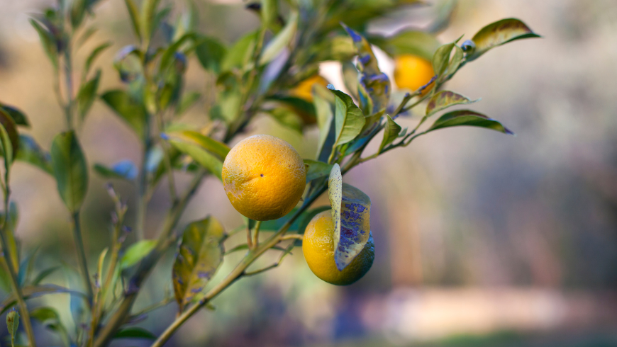 Tasting Tradition: An Exclusive Organic Food Tour Across Italy