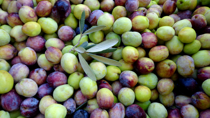 With our gastronomic tour among organic farms with agriturismo, we also savor the excellent Sicilian extra virgin olive oil.