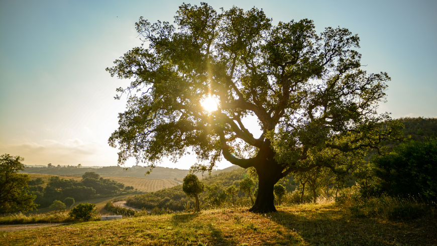 Southwest Alentejo and Vicentine Coast Natural Park