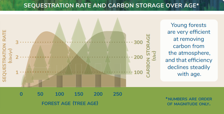 trees ability to absorb and store CO2 over time