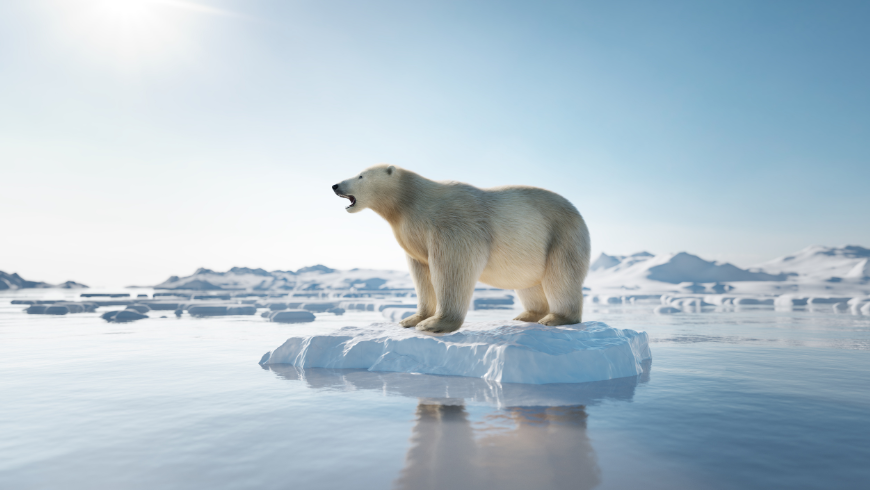 Polar bear surrounded by melting snow