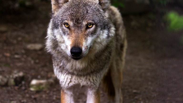 A wolf, which is an example of endangered animal species in Italy