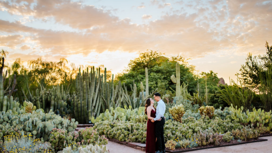 The Desert Botanical Garden